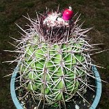 Melocactus curvispinus (Boca del rio) Isla Margarita VZ ®JB coll.JPG